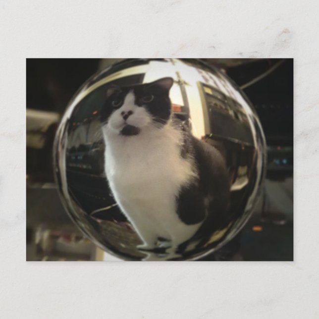 Kristallkatt Vykort (Framsida)