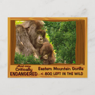 KRITISKT MOTVERADE: Östra Mountain Gorilla - Vykort