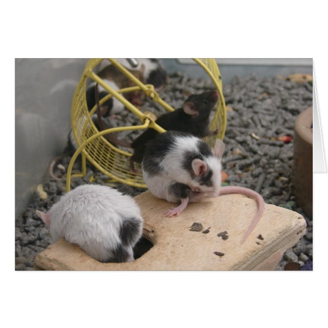 Kritorer för sällskapsdjur hälsningskort (Framsidan Horizontal)