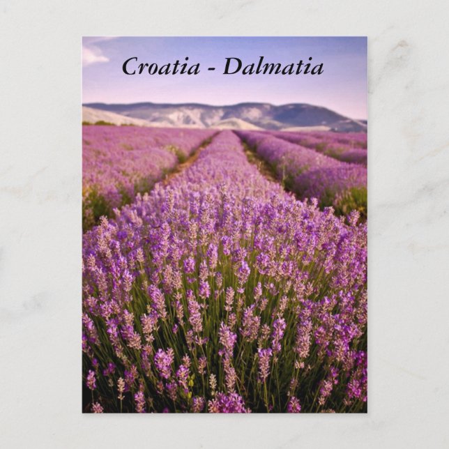 Kroatien - Dalmatien Vykort (Framsida)