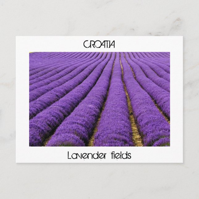 KROATIEN - Lavender fält Vykort (Framsida)