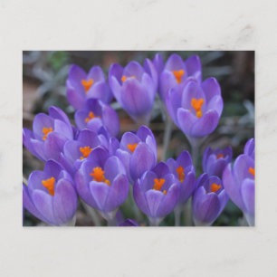 KROCUS FLOWERS POSTCARD VYKORT