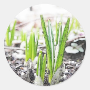 Krokgroddar i Vår Garden Runt Klistermärke