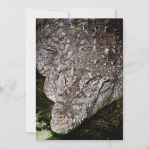 Krokodil
