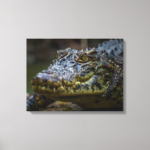 Krokodil Canvastryck