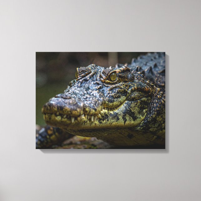 Krokodil Canvastryck (Framsida)