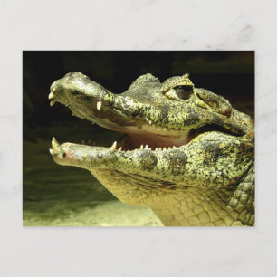 Krokodil / Crokodile Vykort