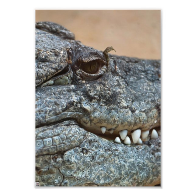 Krokodil Fototryck (Framsidan)