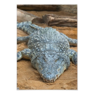 Krokodil Fototryck