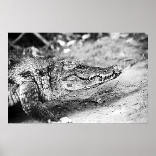 Krokodil i Gambia Poster