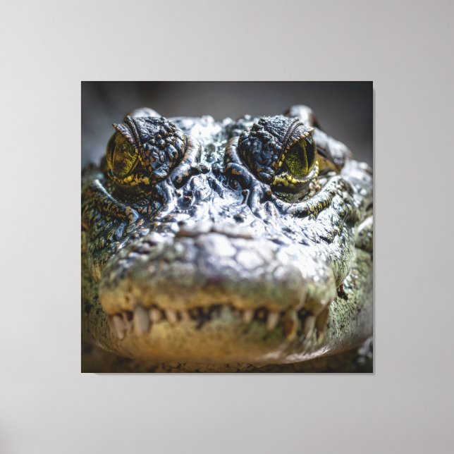 krokodil i vatten canvastryck (Framsida)