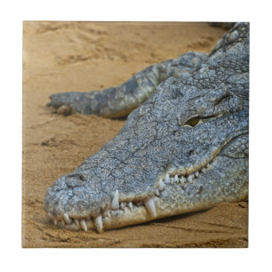 Krokodil Kakelplatta