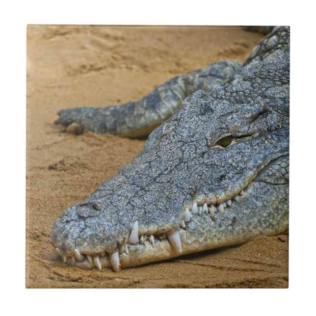 Krokodil Kakelplatta (Framsidan)