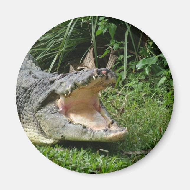 Krokodil Magnet (Framsidan)