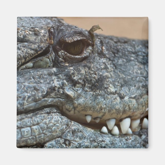 Krokodil Magnet (Framsidan)