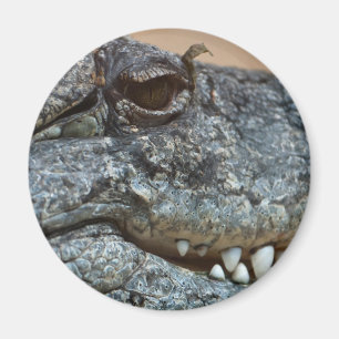 Krokodil Magnet