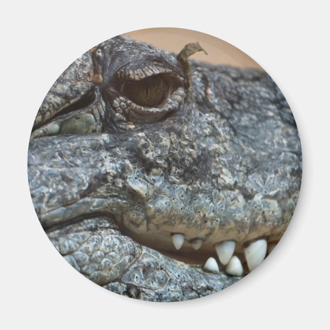 Krokodil Magnet (Framsidan)