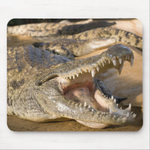 krokodil musmatta