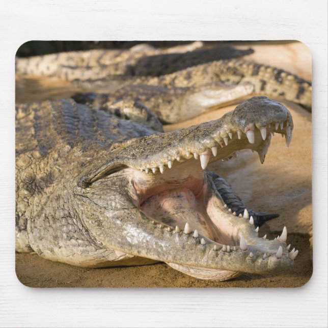 krokodil musmatta (Framsidan)