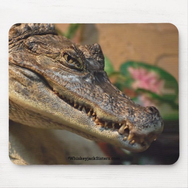 Krokodil Musmatta (Framsidan)