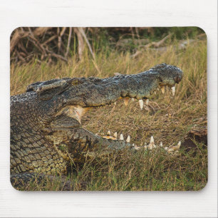Krokodil Musmatta