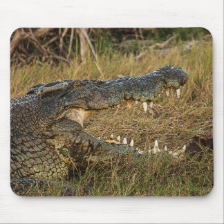 Krokodil Musmatta