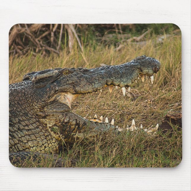 Krokodil Musmatta (Framsidan)