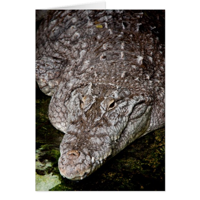 Krokodil OBS Kort (Framsidan)