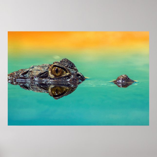 Krokodil på stilla vatten Poster (Framsidan)