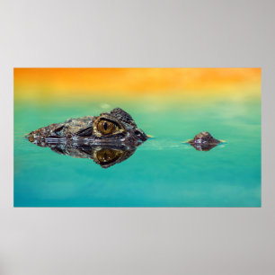 Krokodil på stillastående i Vatten Poster