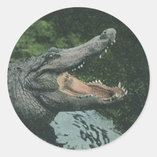 Krokodil Reptiler, Vintage Marin Djur Liv Runt Klistermärke