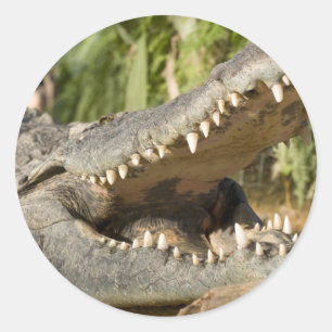 krokodil runt klistermärke