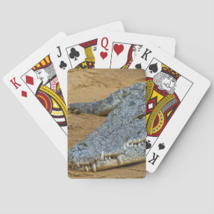 Krokodil Spelkort