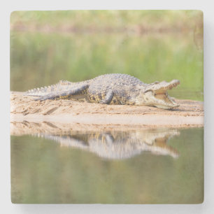 Krokodil Stenunderlägg