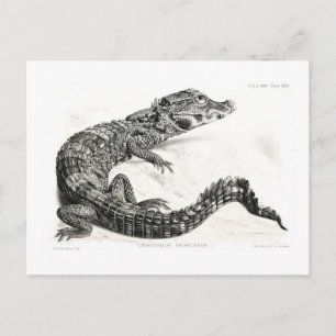 Krokodil Vykort