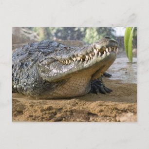 krokodil vykort