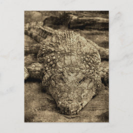 Krokodil Vykort