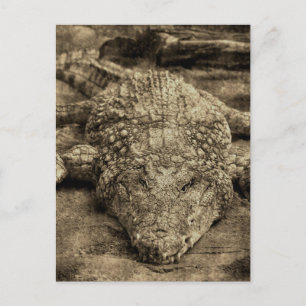 Krokodil Vykort