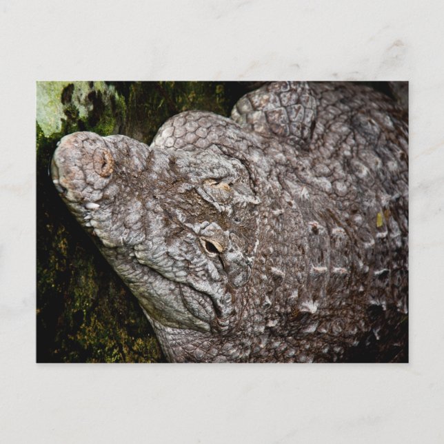 Krokodil Vykort (Framsida)