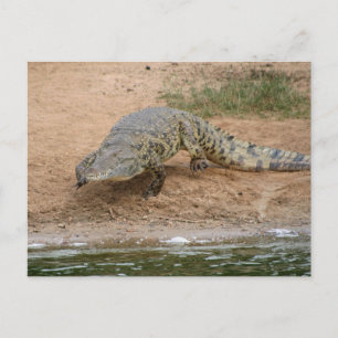 Krokodil Vykort
