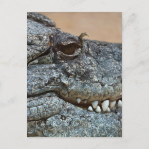 Krokodil Vykort
