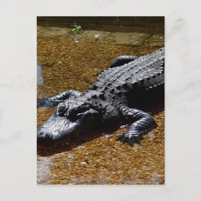 Krokodil Vykort (Framsida)
