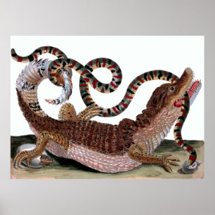 Krokodile Eating Snake Poster