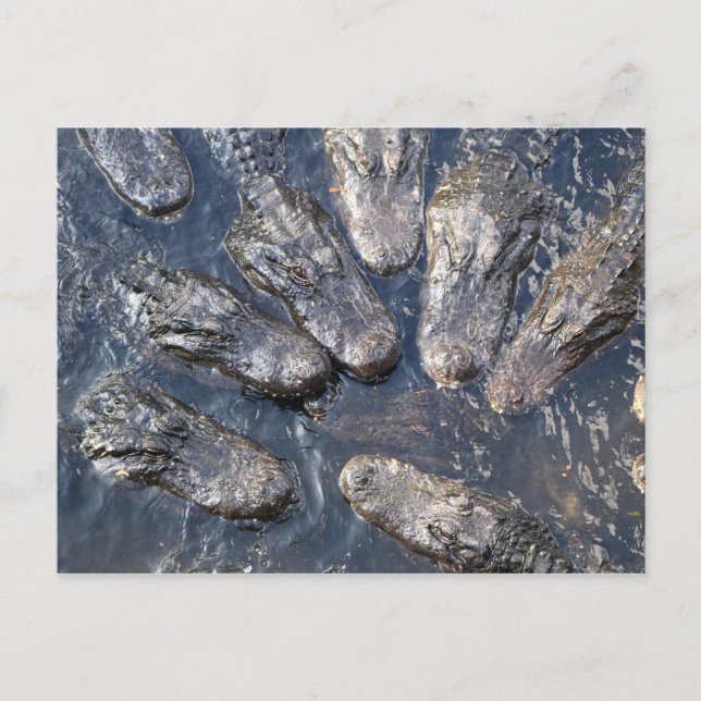 KROKODILER 5 VYKORT (Framsida)