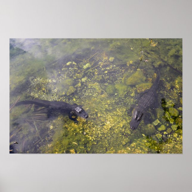 Krokodiler i Florida Nycklar Poster (Framsidan)