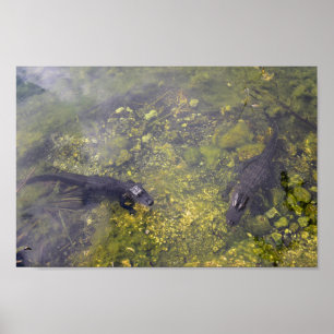 Krokodiler i Florida Nycklar Poster