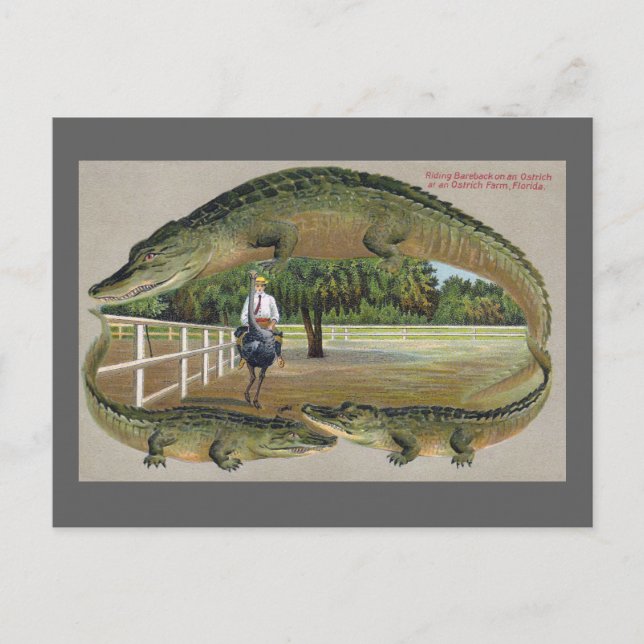 Krokodiler och Ostrich Farm i Florida Vykort (Framsida)