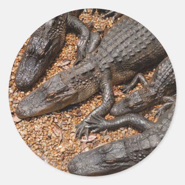 krokodiler runt klistermärke (Framsida)