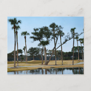 Krokodiler vid Osprey Point Golf Course Vykort