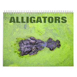 Krokodiler Wall Calendar Kalender